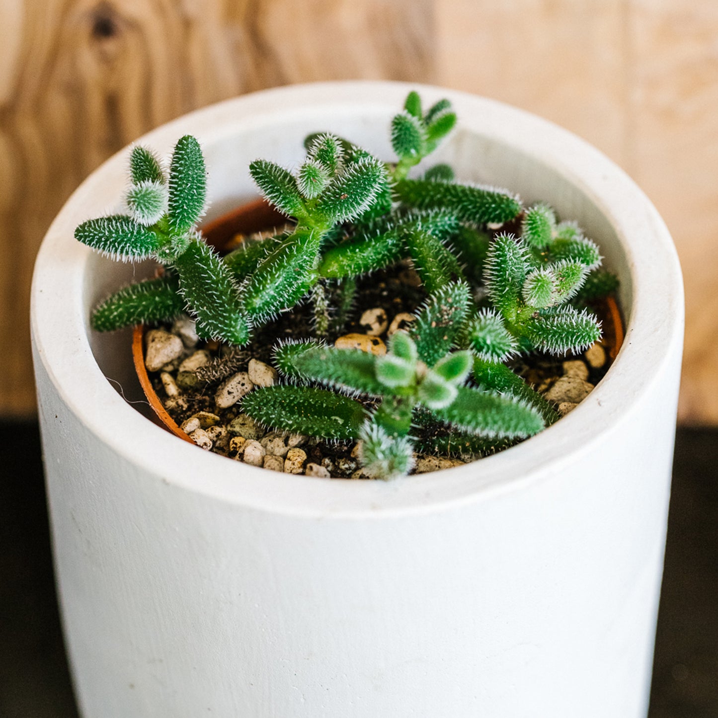 Premium Cacti & Succulent Blend