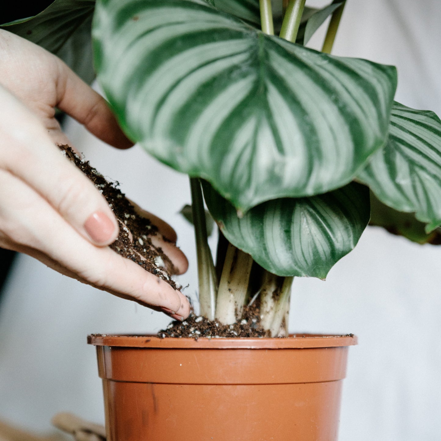 Premium Calathea & Maranta Blend