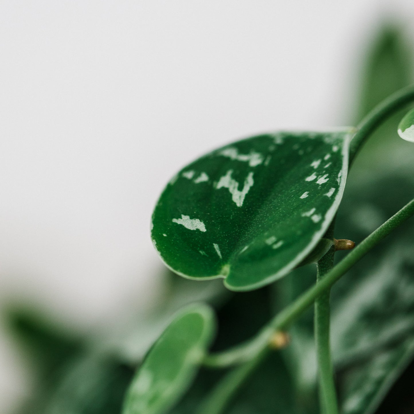 Premium Monstera & Philodendron Blend
