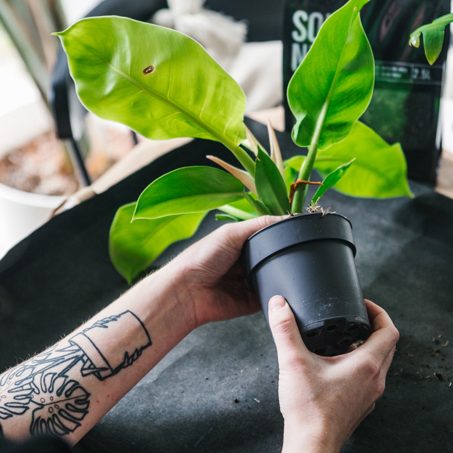 Premium Monstera & Philodendron Blend