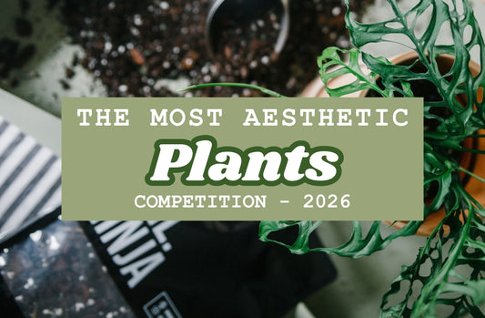 The Most Aesthetic Plants - Competition
