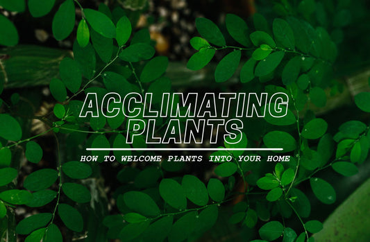 Acclimating plants – how to welcome plants into your home