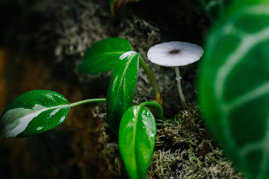 PLANTS, SOIL AND FUNGI