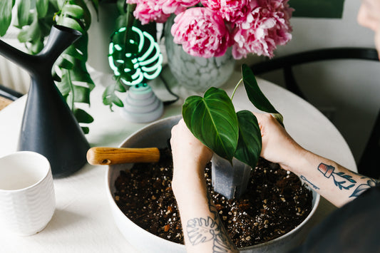 How Repotting Your Houseplants Can Benefit Your Mental Health