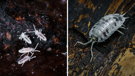 Beneficial and Predatory Bugs