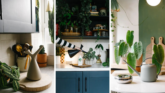 When should you water your houseplants?
