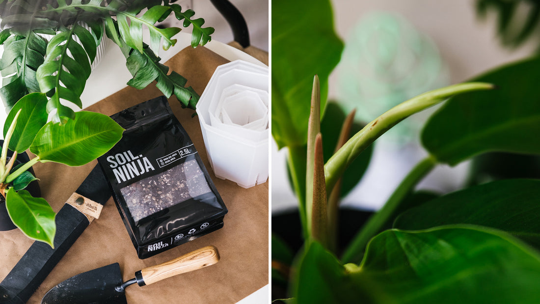 How to repot your Houseplant