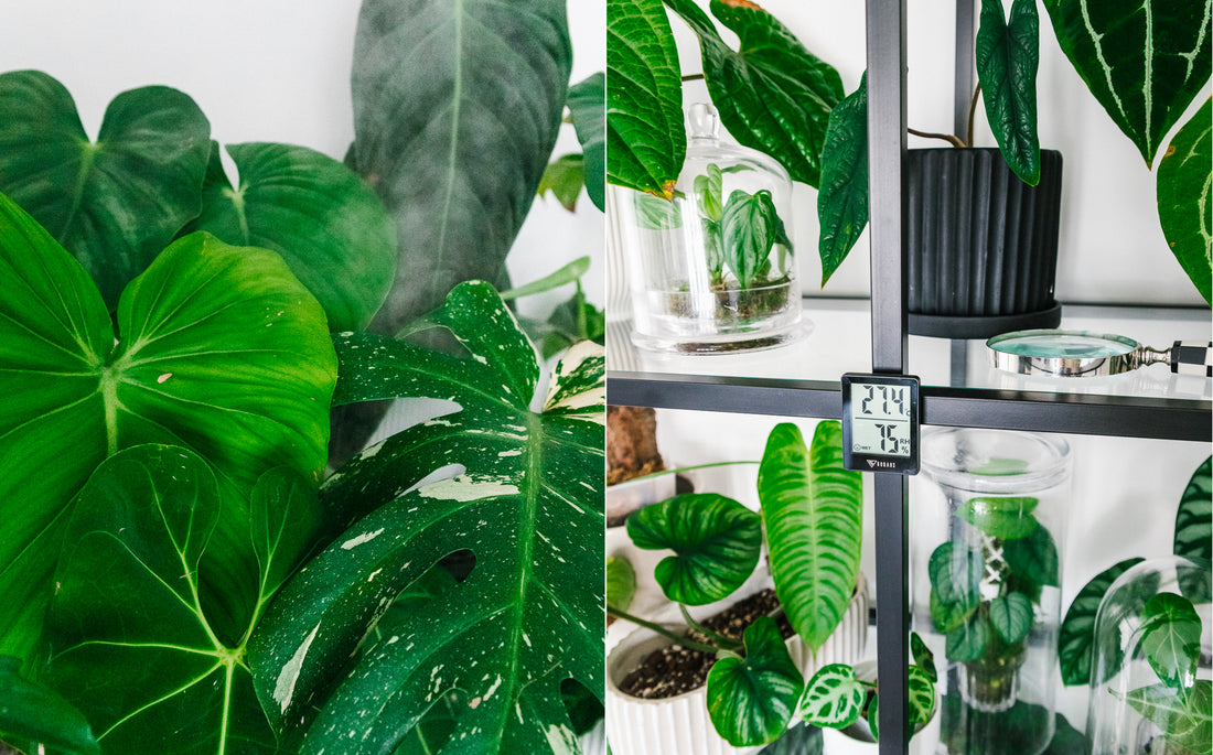 plants being misted.