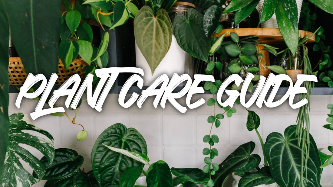 Plant Care Guide