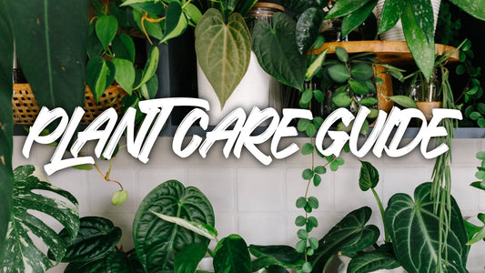 Plant Care Guide