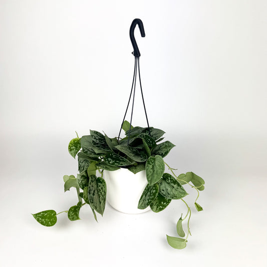 Scindapsus Silvery Anne 14cm Houseplant