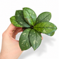 Mini plants Bundle - 6cm Plants