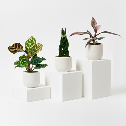 Mini plants Bundle - 6cm Plants