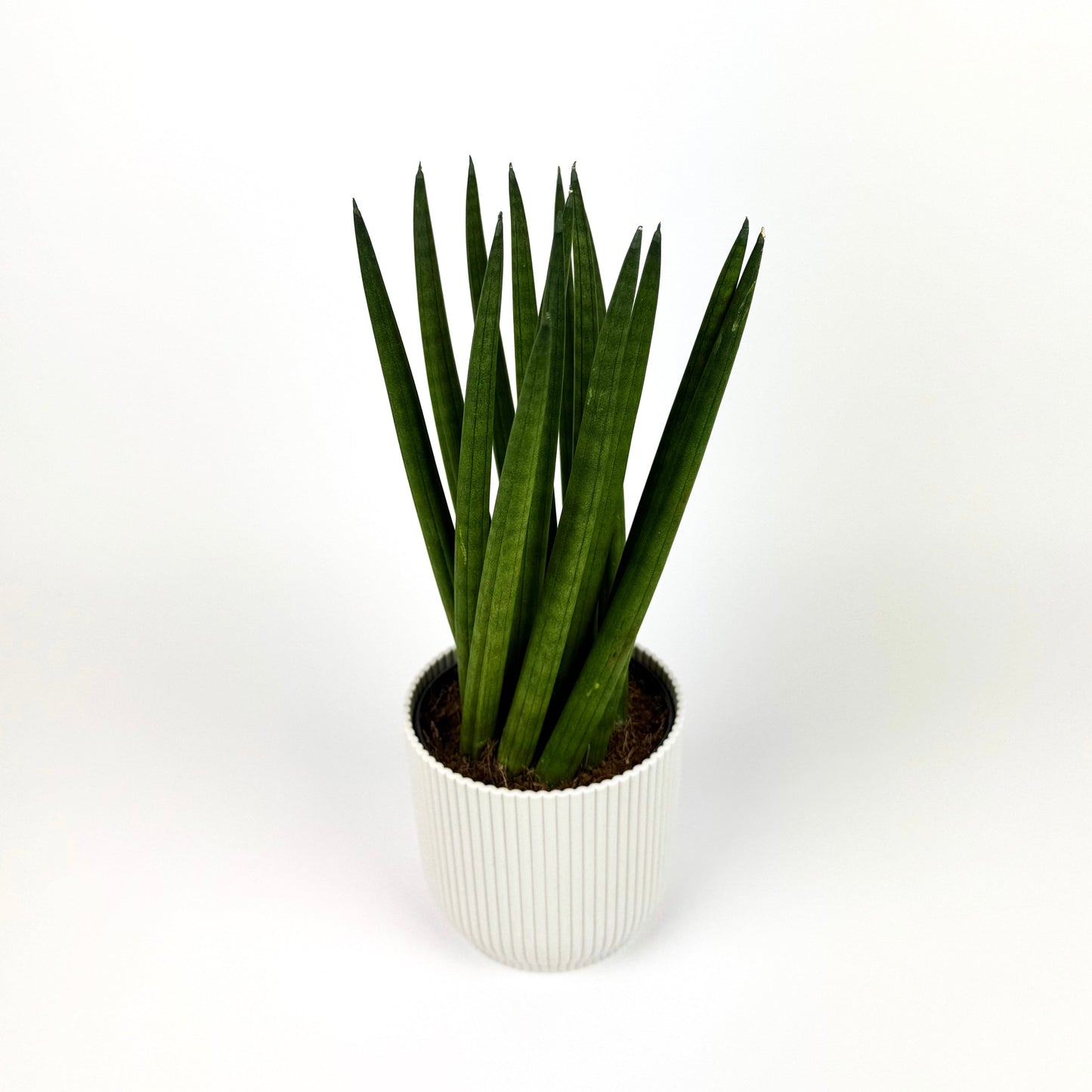 Snake Cylindrical Spagetti 11cm Houseplant