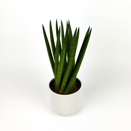 Snake Cylindrical Spagetti 11cm Houseplant