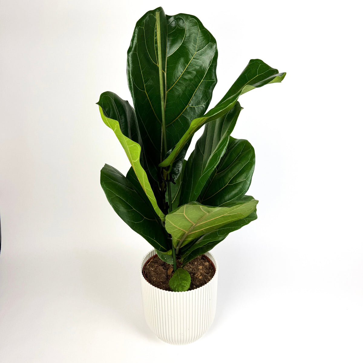 Large Ficus Lyrata 17cm Houseplant