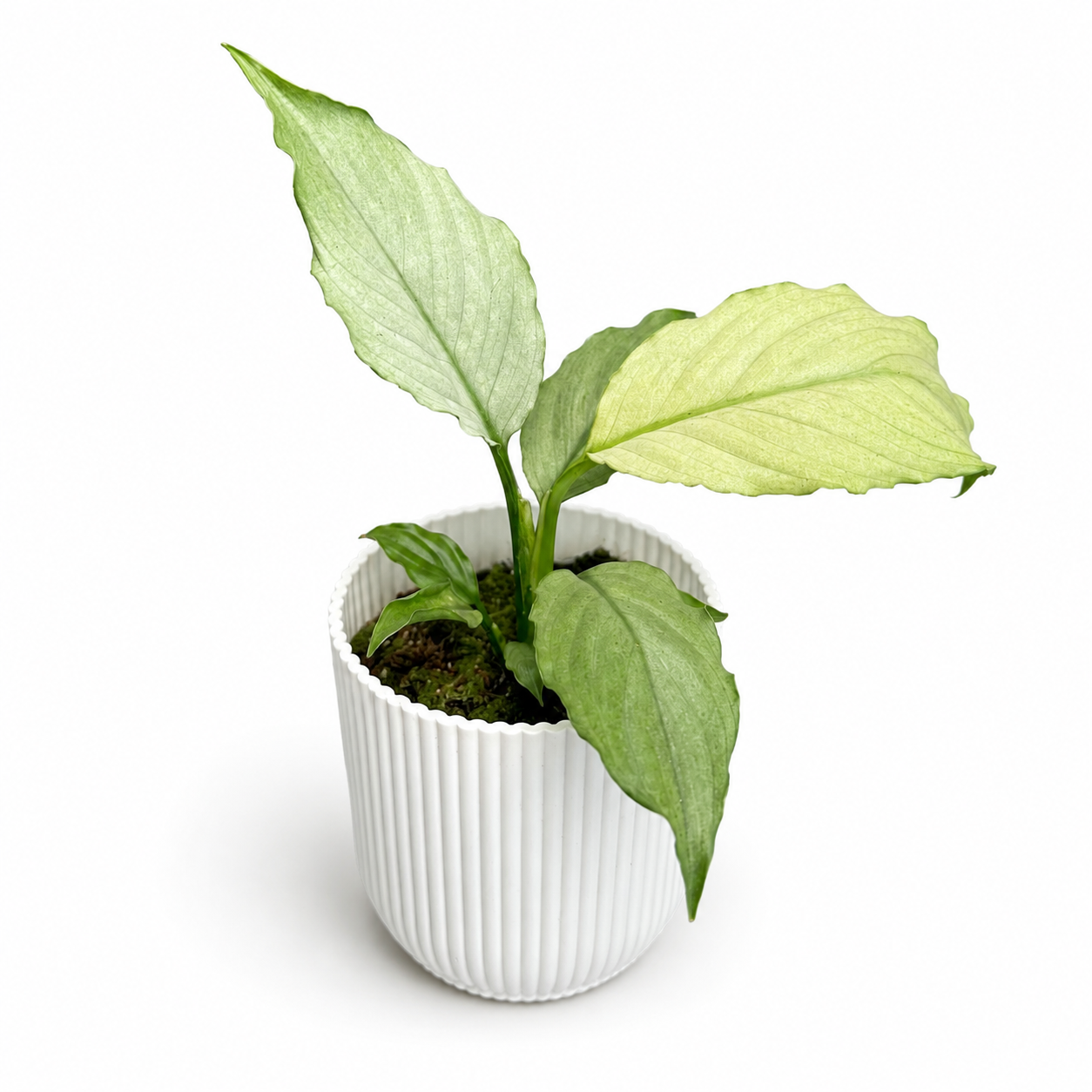Spathiphyllum Blue Ice 8cm Houseplant