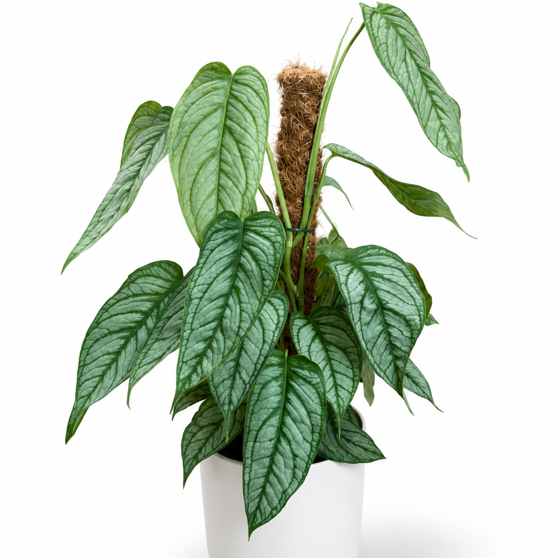 Monstera Siltepecana 17cm Houseplant