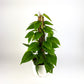 Golden Pothos 14cm Houseplant