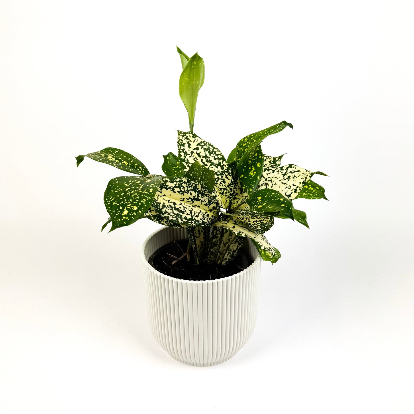Dracena Godsefiana 12cm Houseplant