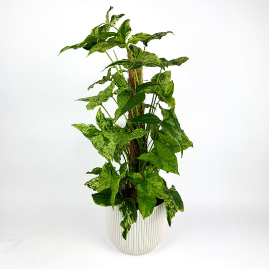Large Syngonium Mottled 16cm Houseplant