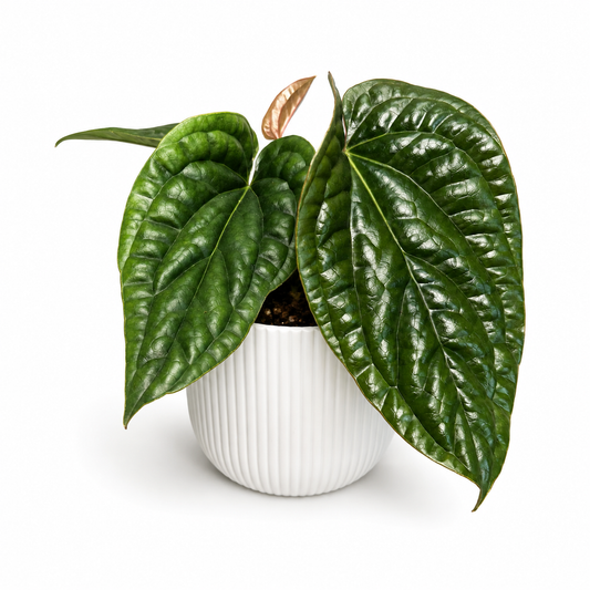 Anthurium Luxurians X Radicans 12cm Houseplant