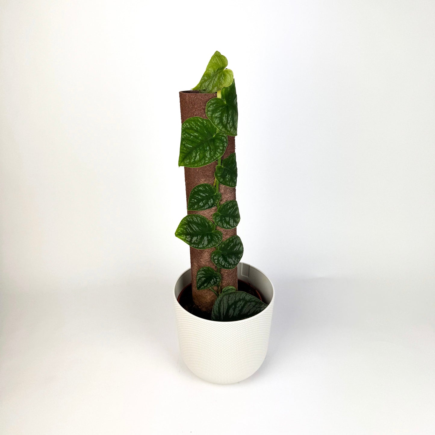 Monstera Dubia 14cm Houseplant