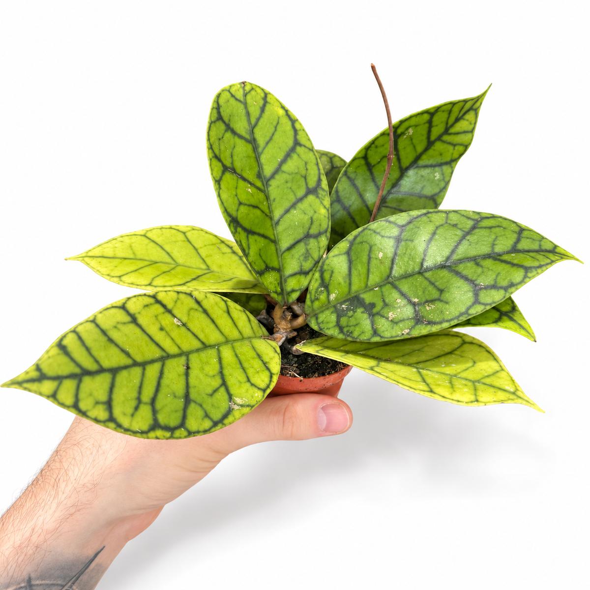 Mini plants Bundle - 6cm Plants