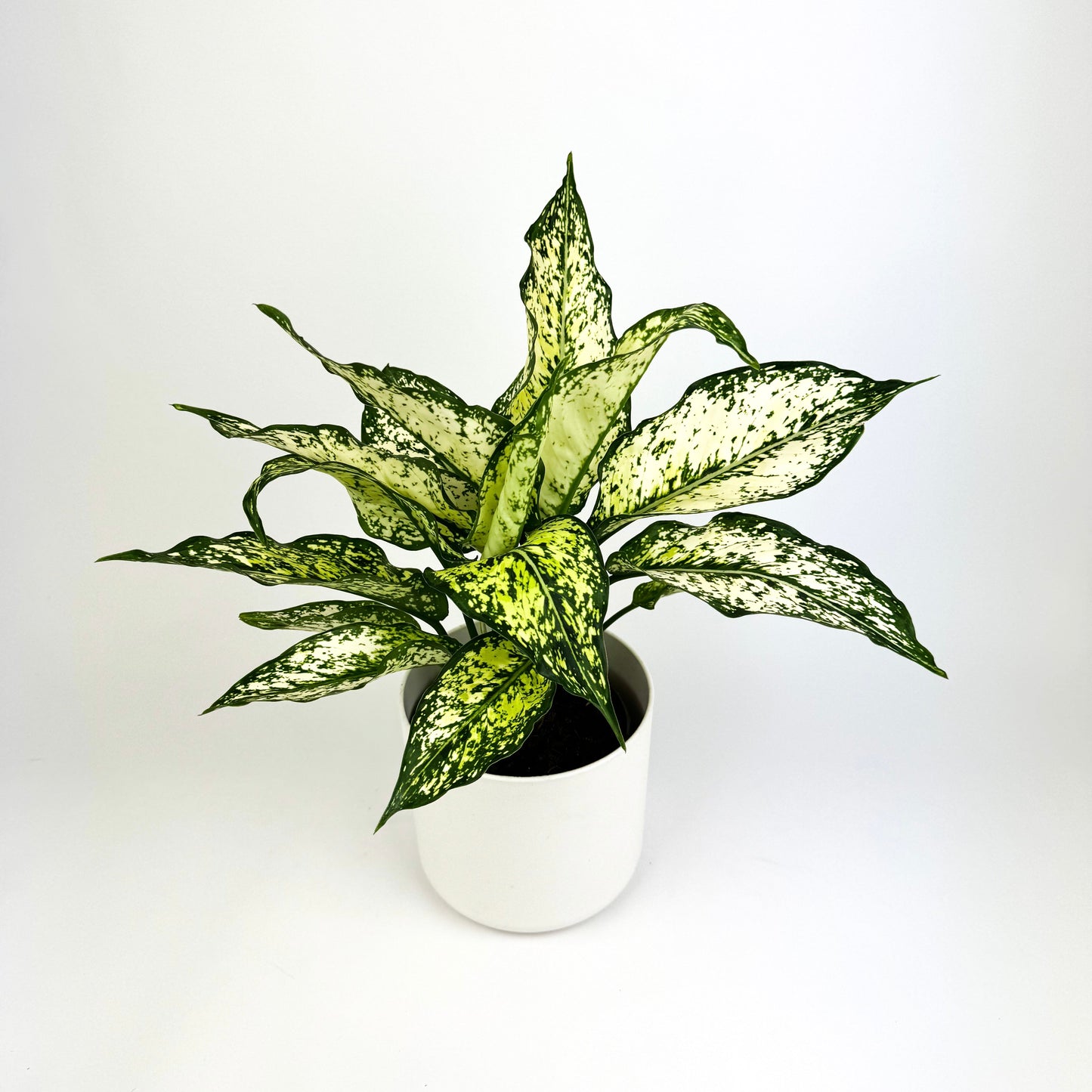 Aglaonema White Kiwi 12cm Houseplant