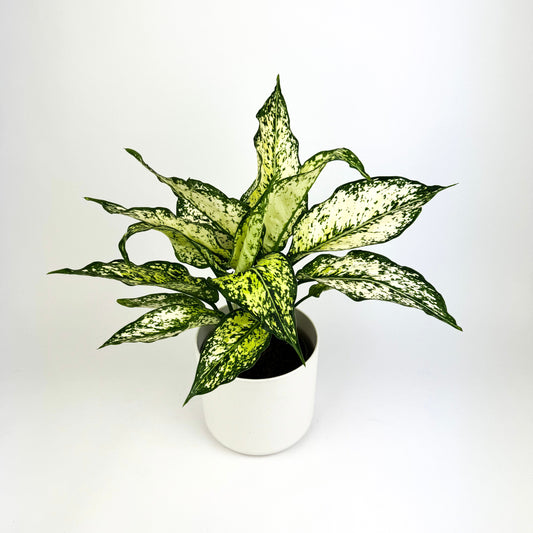 Aglaonema White Kiwi 12cm Houseplant