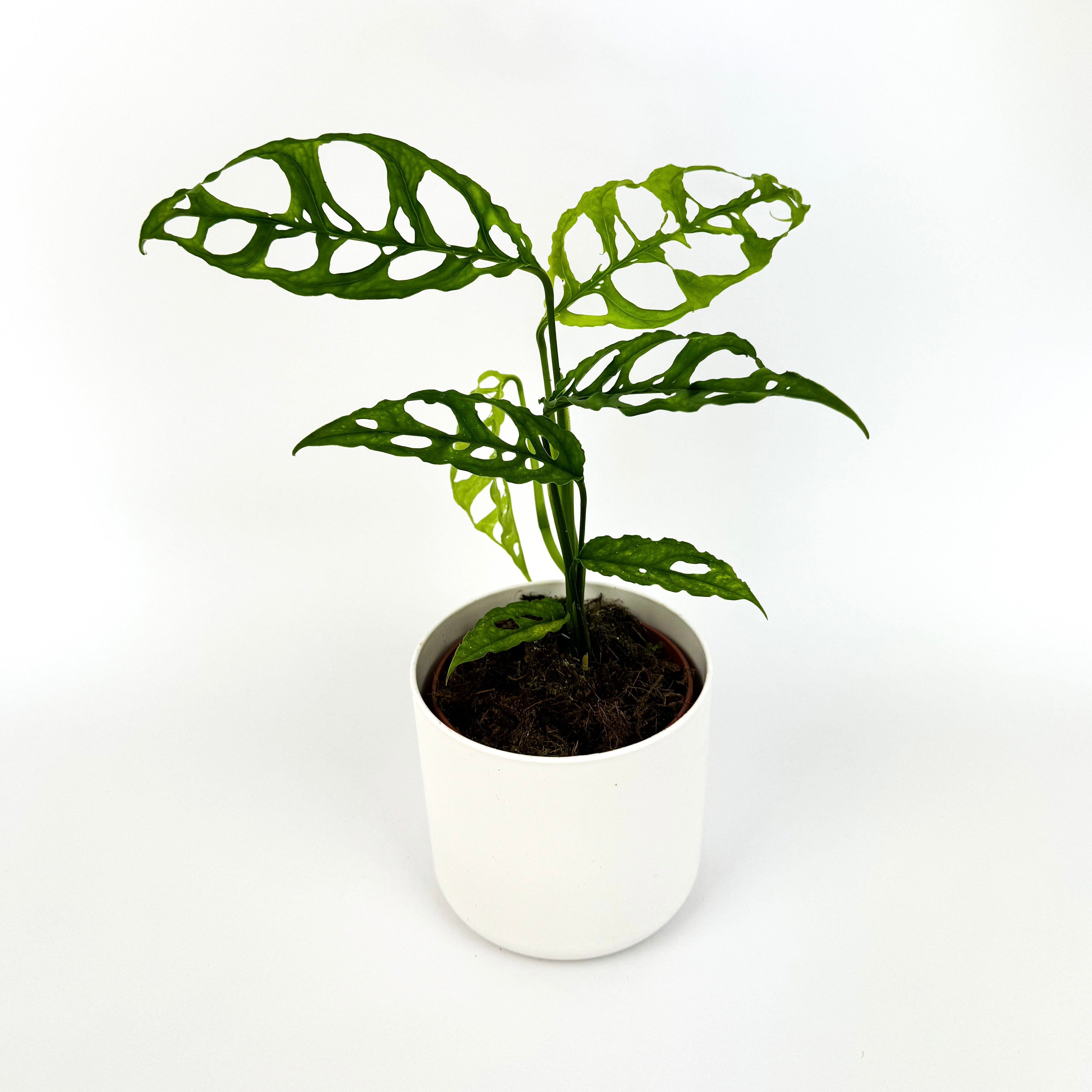 Monstera Oblique Peru 12cm Houseplant – Soil Ninja