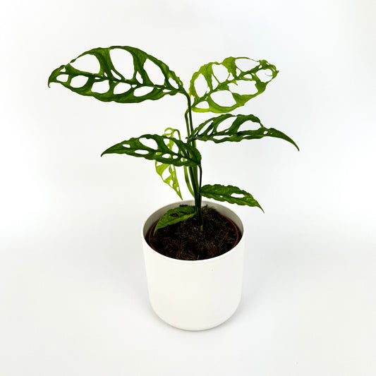 Monstera Oblique Peru 12cm Houseplant