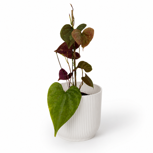 Dioscorea Discolor 7cm Houseplant