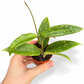 Mini plants Bundle - 6cm Plants