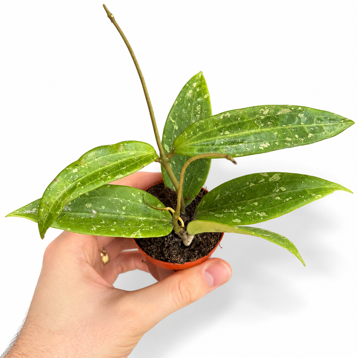Mini plants Bundle - 6cm Plants
