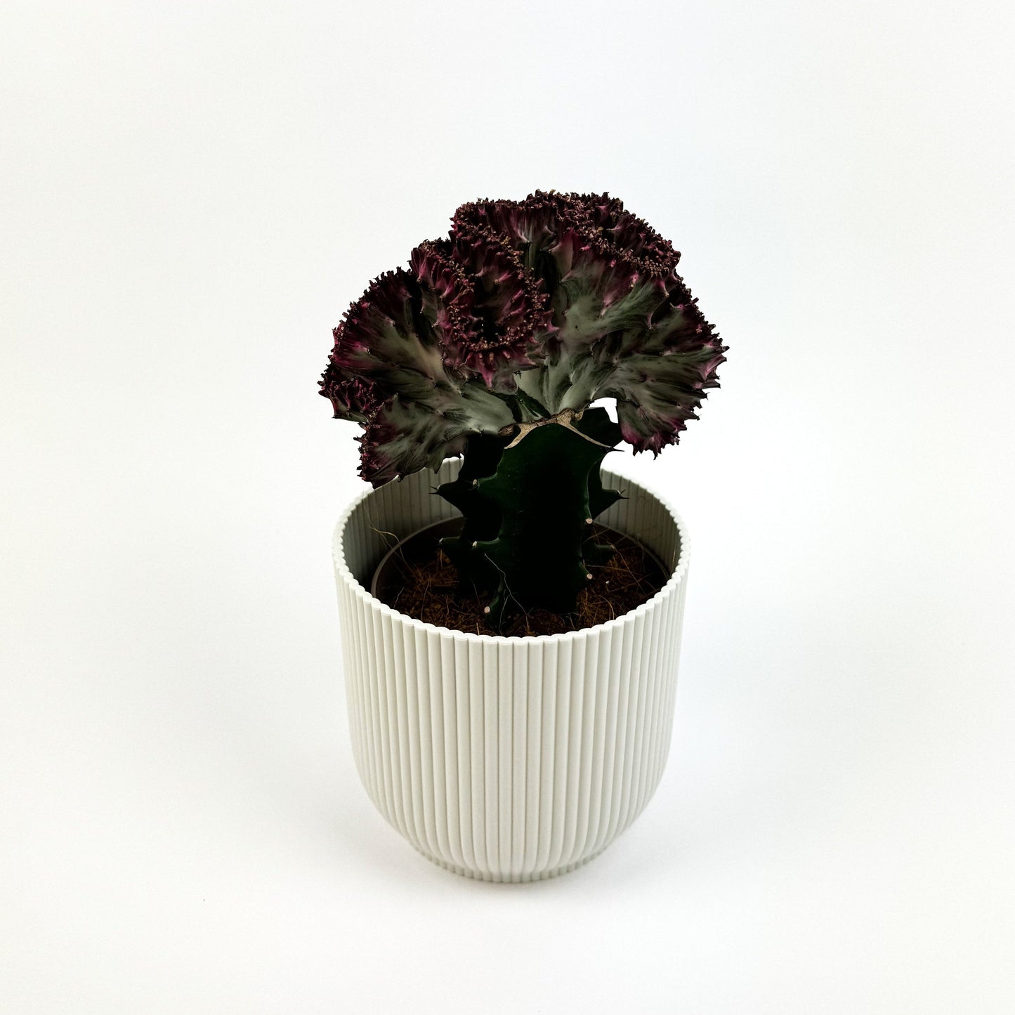 Euphorbia Lactea Cristata 12cm Houseplant