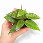 Mini plants Bundle - 6cm Plants