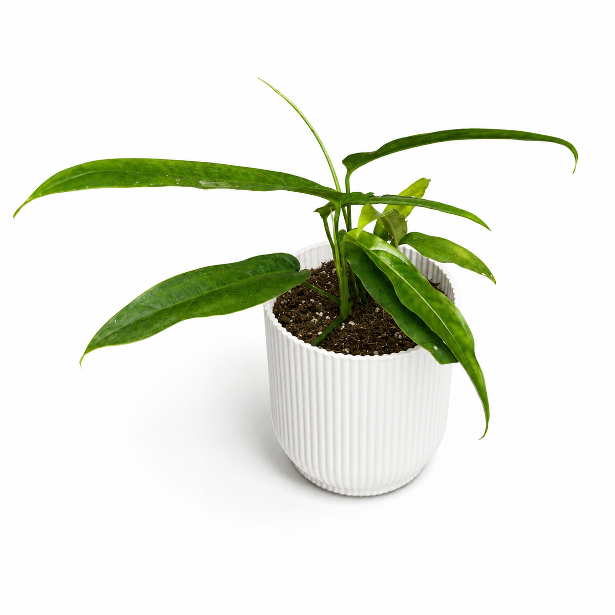 Monstera Obliqua Yasuni 10.5cm Houseplant