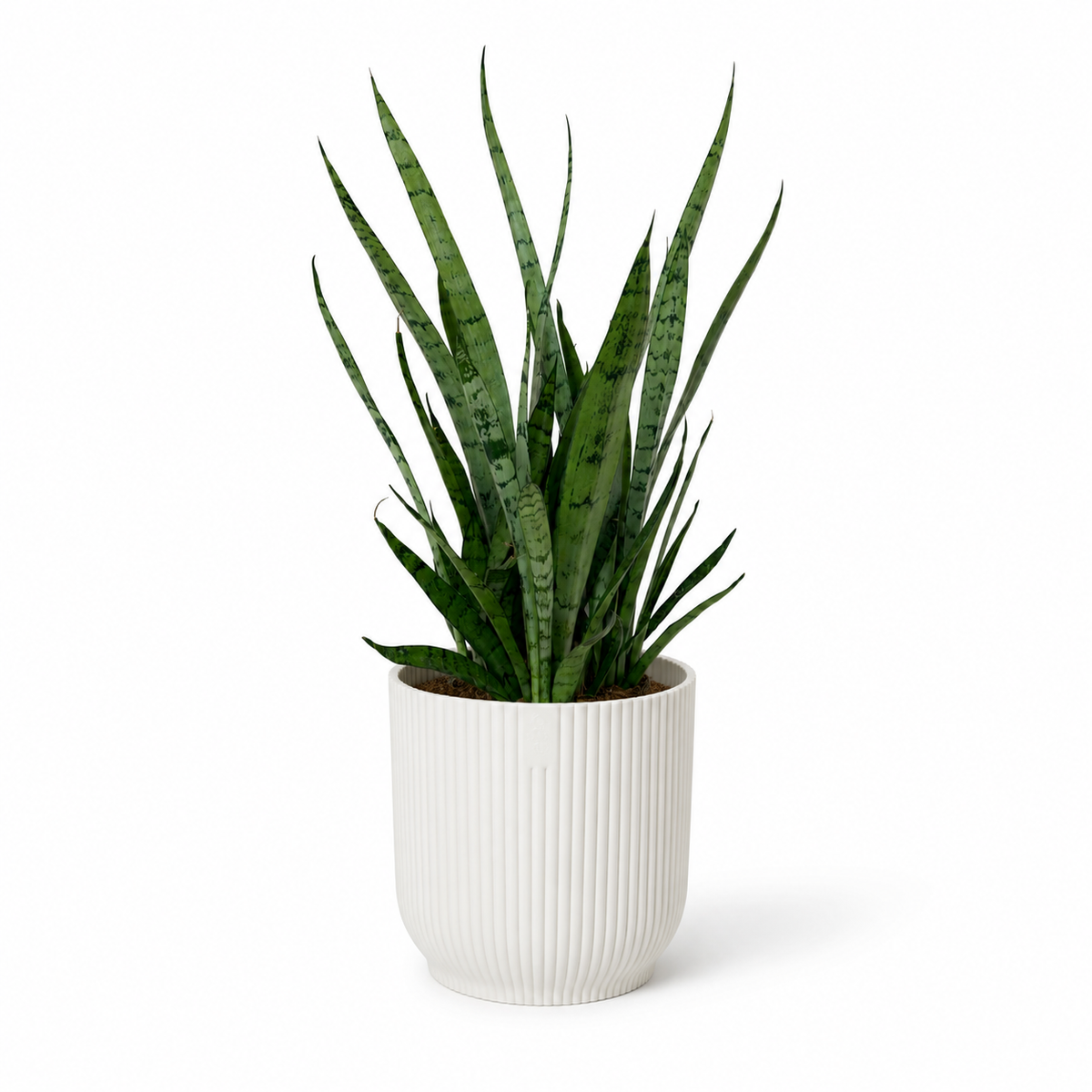 Snake Silver Princess 12cm Houseplant