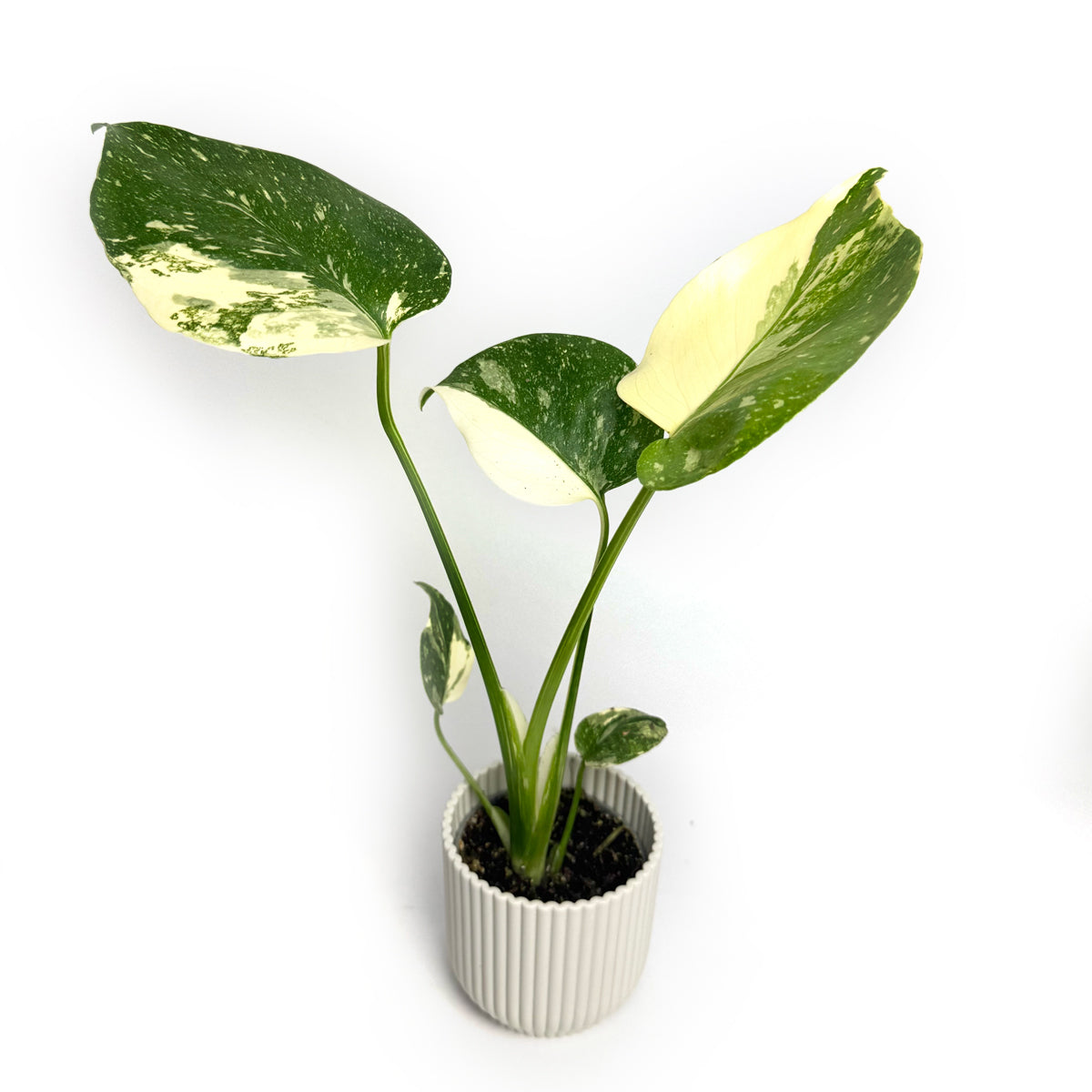 Monstera Thai Con Mini