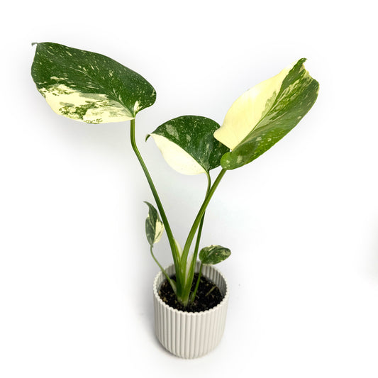 Monstera Thai Con Mini