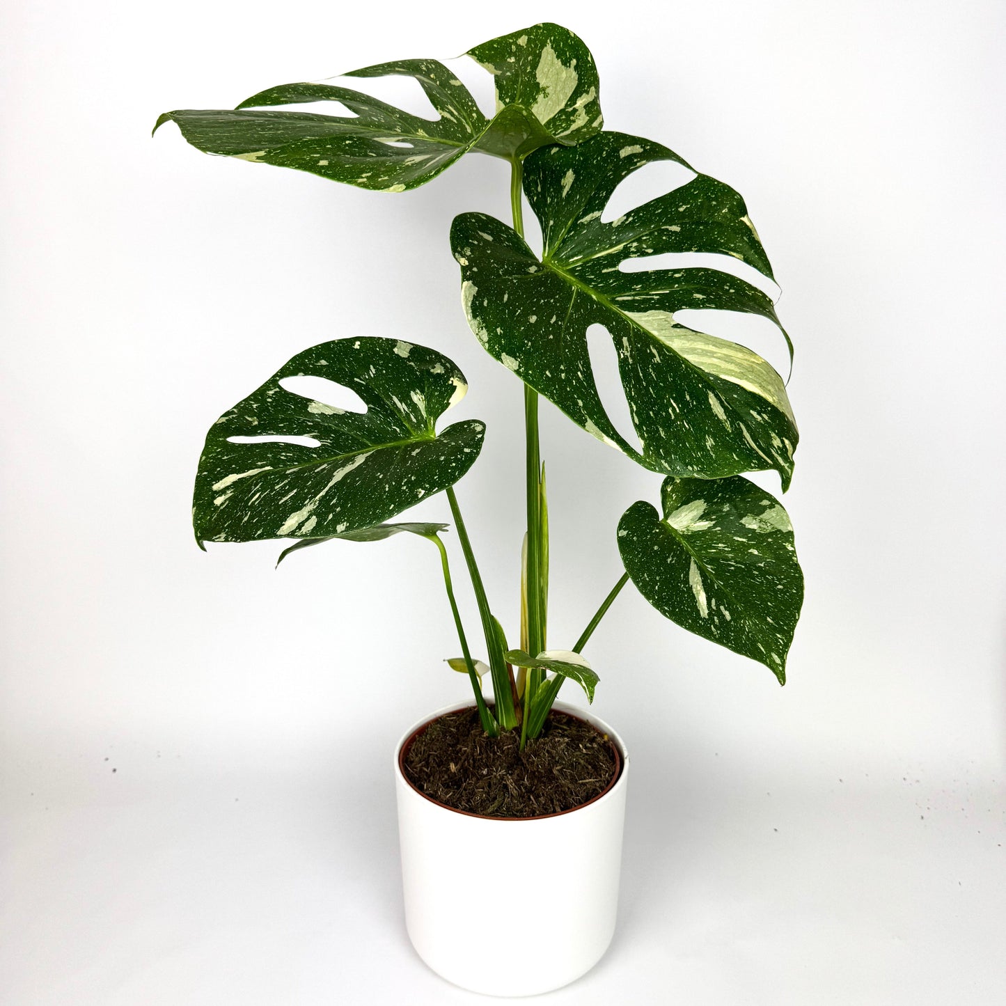 Thai Constellation Monstera 15cm Houseplant