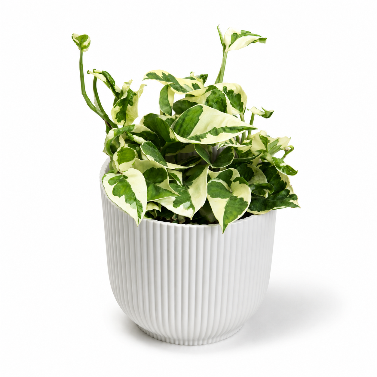 Scindapsus N'joy 12cm Houseplant