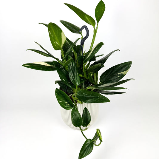 Philodendron Cobra 19cm Houseplant