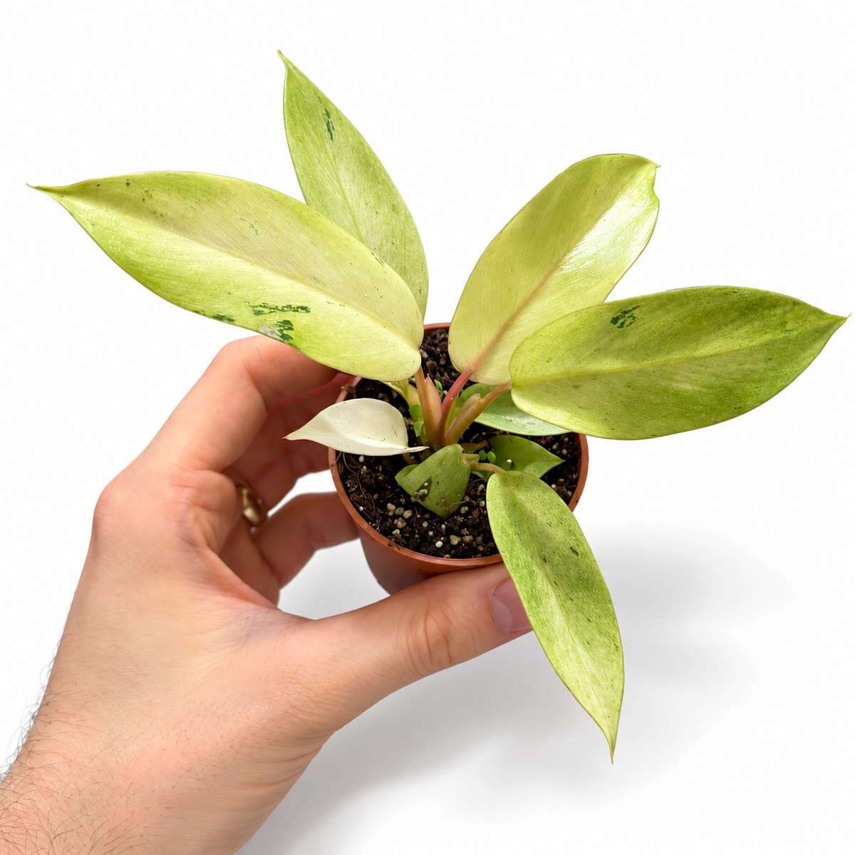 Mini plants Bundle - 6cm Plants