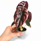Mini plants Bundle - 6cm Plants