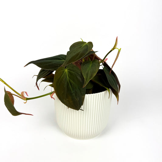 Philodendron Micans 12cm Houseplant