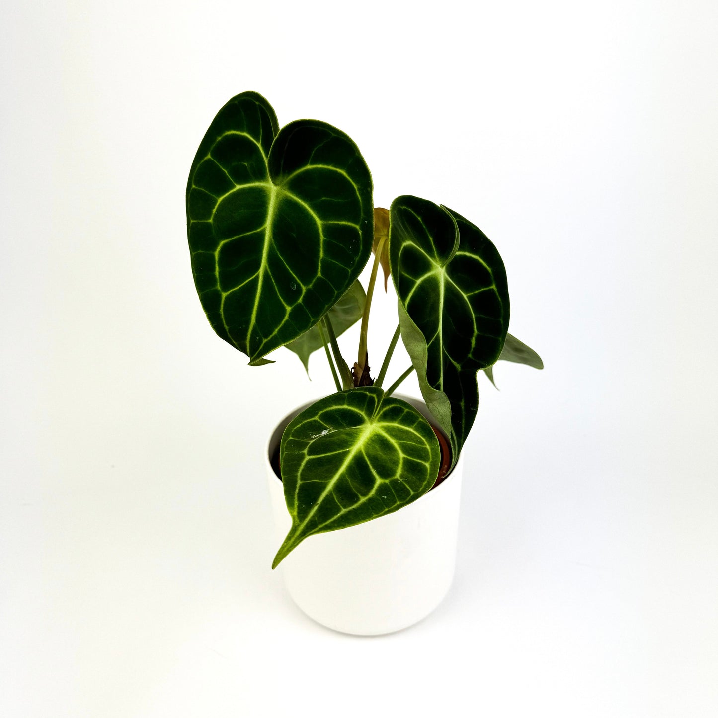 Anthurium Clarinervium 12cm Houseplant