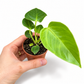 Mini plants Bundle - 6cm Plants