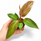 Mini plants Bundle - 6cm Plants